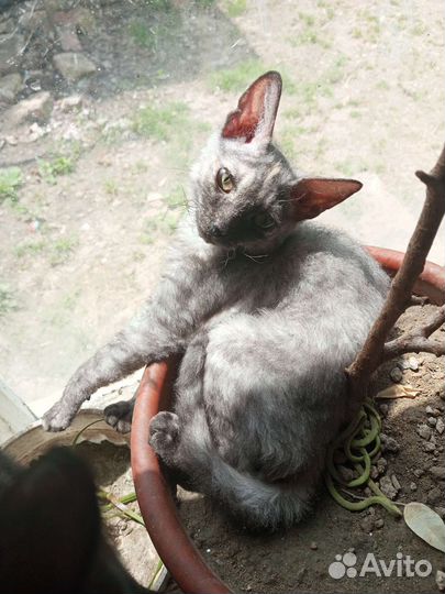 Отдам бесплатно в дар