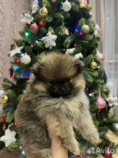 Щенки померанского шпица