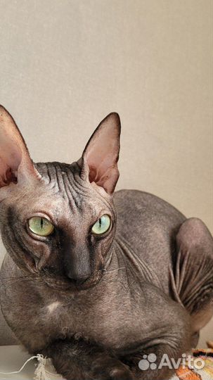 Сфинкс велюровый ласковый друг