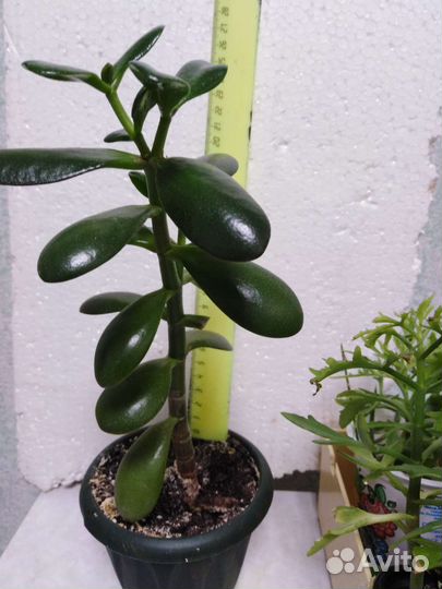 Денежное дерево толстянка