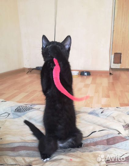 Победитель розового гламура