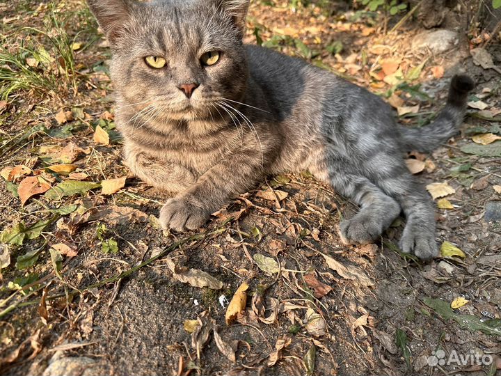 Кот ищет дом