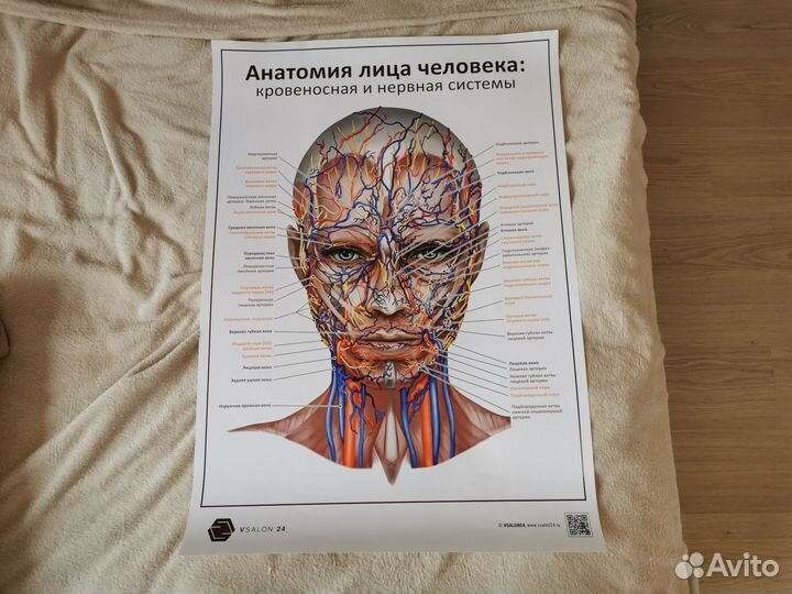 Плакат Лицевые мышцы размер А1