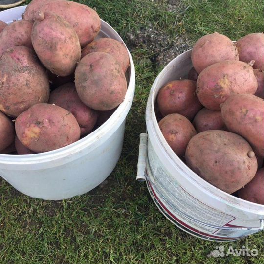 Продам картофель едовой и семенной