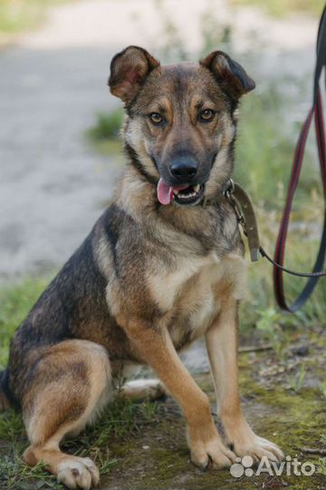 Собака - эффи