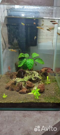 Аквариумные рыбки отдам бесплатно
