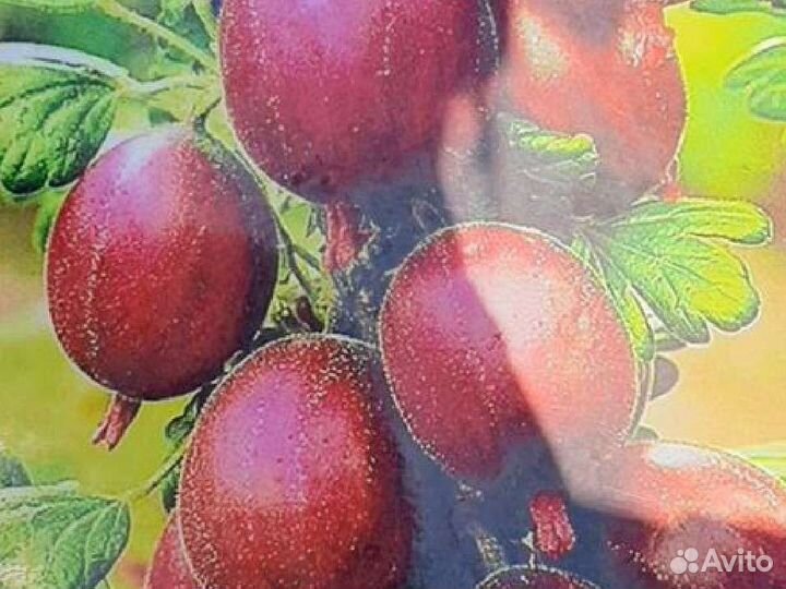 Крыжовник кусты