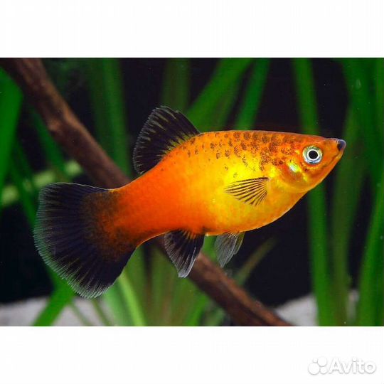 Гуппи, пецилии