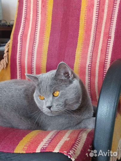 Котята, отдадим бесплатно, все мальчики