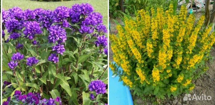 Колокольчик скученный, вербейник