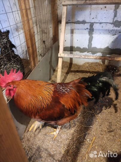 Молодые петухи