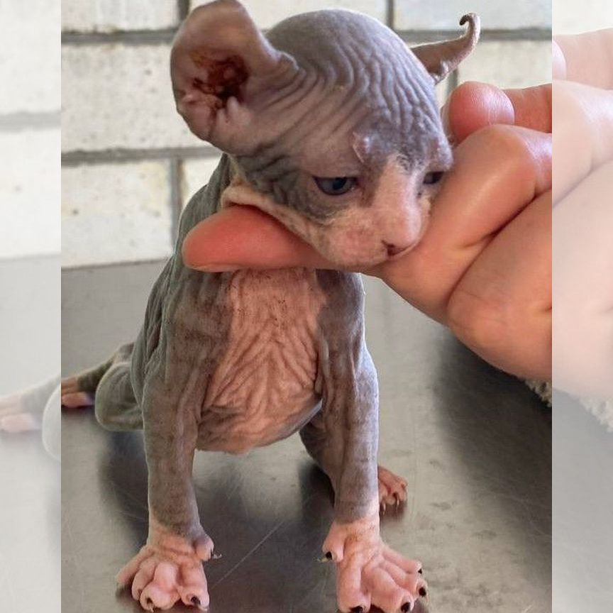 эльф Кошки и котята 🐈 породы Канадский сфинкс: купить недорого