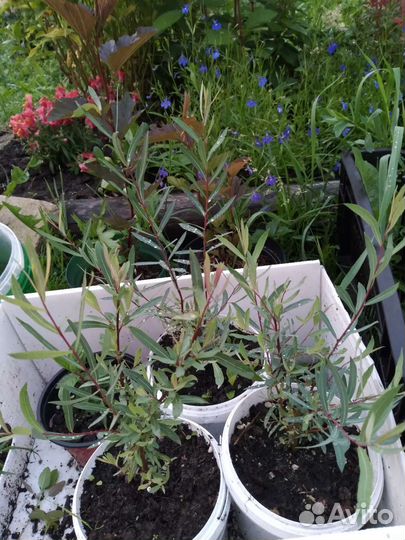 Гортензия Анабель, ива Нана, пузыреплодник