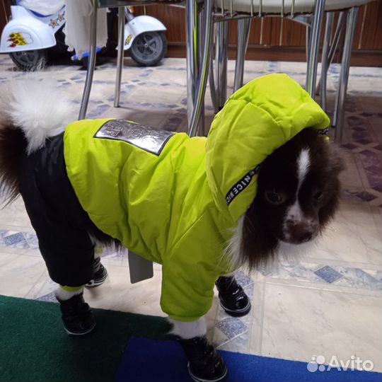 Померанский шпиц мини