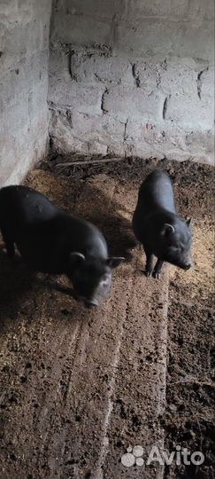 Вьетнамск вислобрюхий поросенок