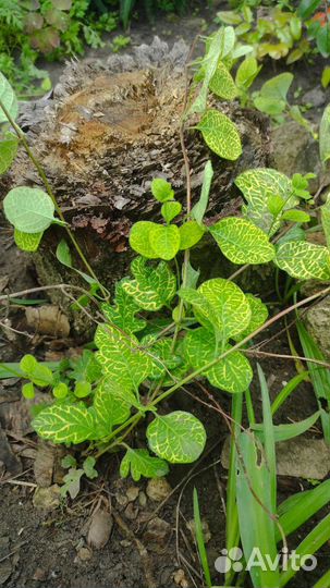 Жимолость японская Ауреоретикулата