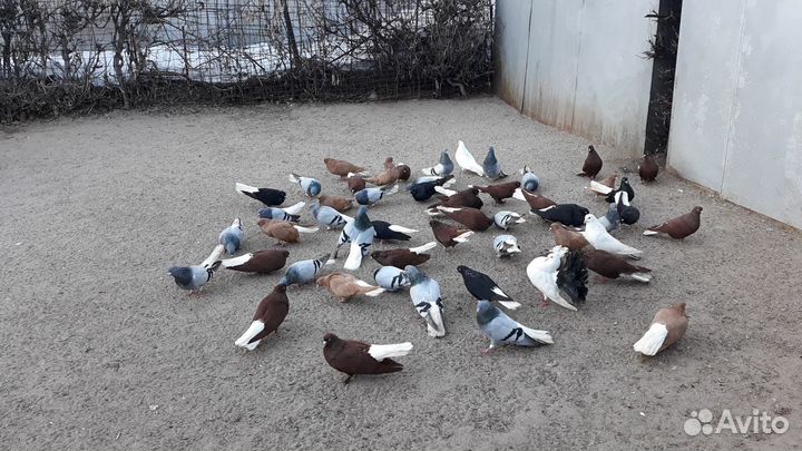 Голуби Нниколаевские лётные элитные