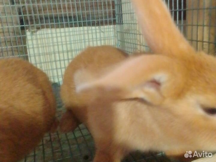 Кролики бургундские 2 месечнные