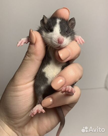 Крысята Крыса Декоративная крыса Крысенок