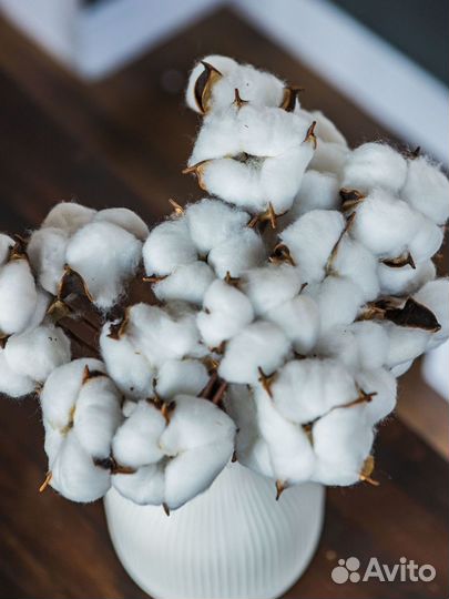 Гипсофила сухоцвет