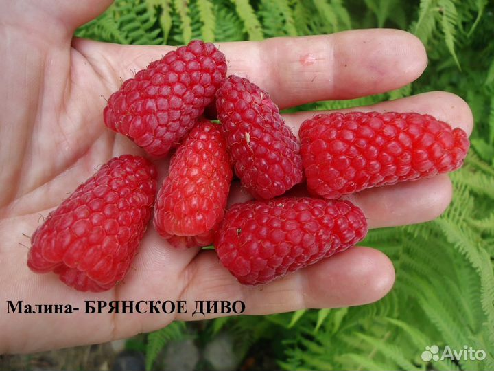 Саженцы малины