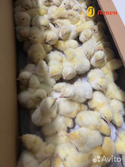 Цыплята бройлеры Кобб 500 и Росс 308. Предзаказ