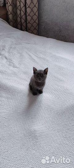 Котята, британская помесь