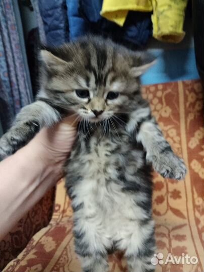 Котята