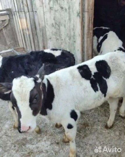 Телята бычки