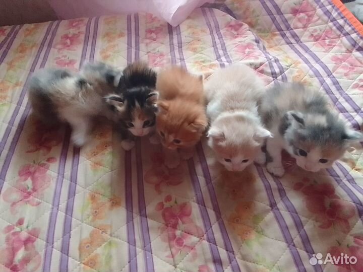 Продаю котят