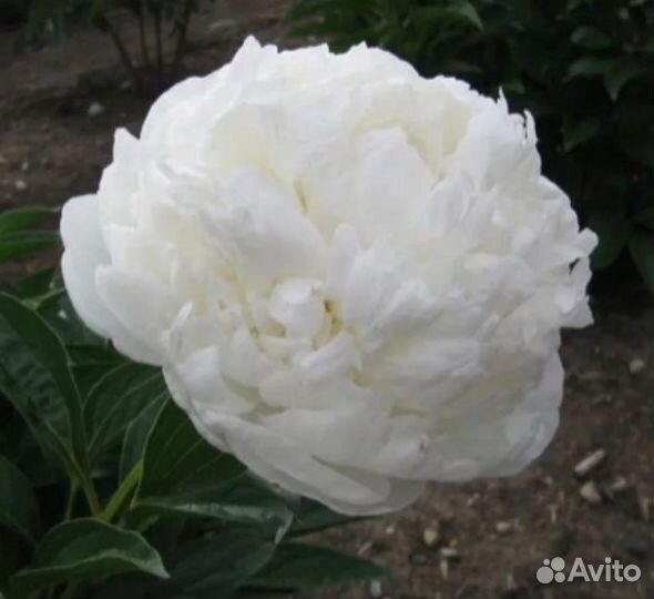 Легендарный пион Сара Бернар Белый