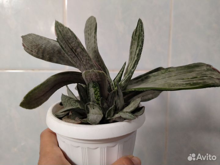 Агавы, гастерии- изменено 31.07