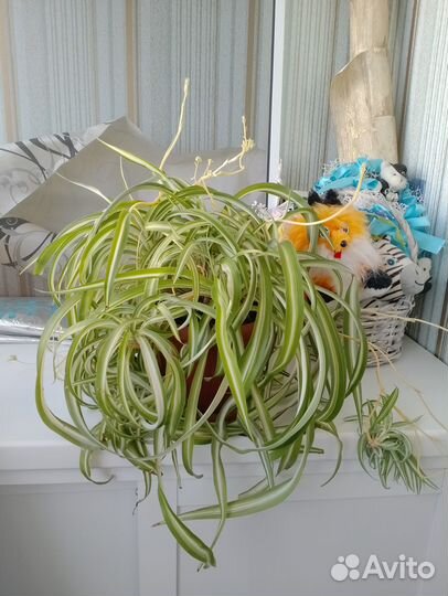 Комнатные растения