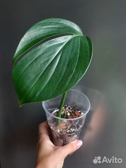 Рафидофора декурсива