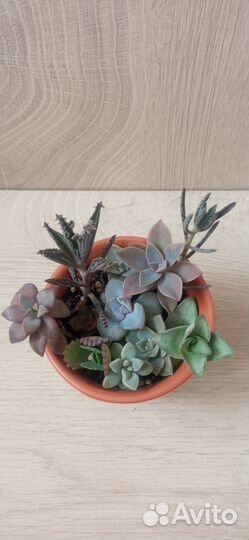 Суккуленты, наборы и поштучно