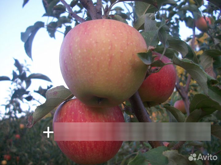 Саженцы плодовых деревьев,саженцы роз