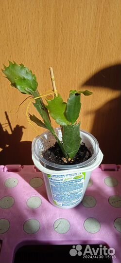 Комнатные цветы