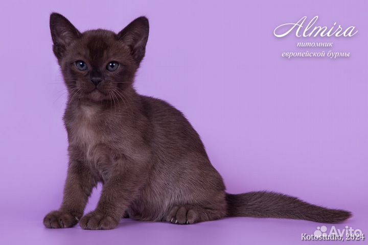 Котята из питомника