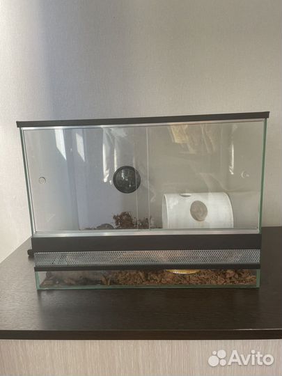 Маисовый полоз с террариумом