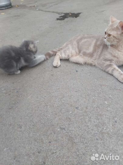 Шотландские котята