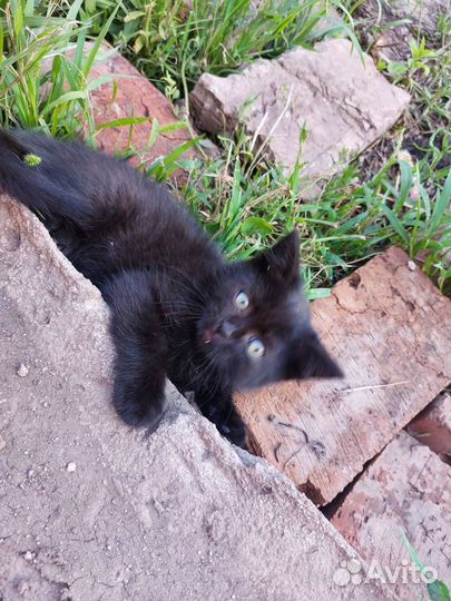 Британская кошка