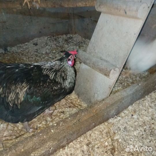 Молодые петухи