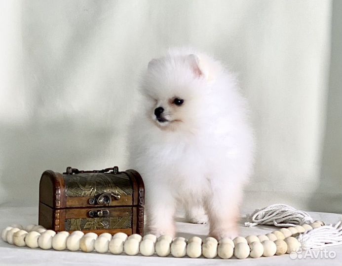 Щенки померанцы