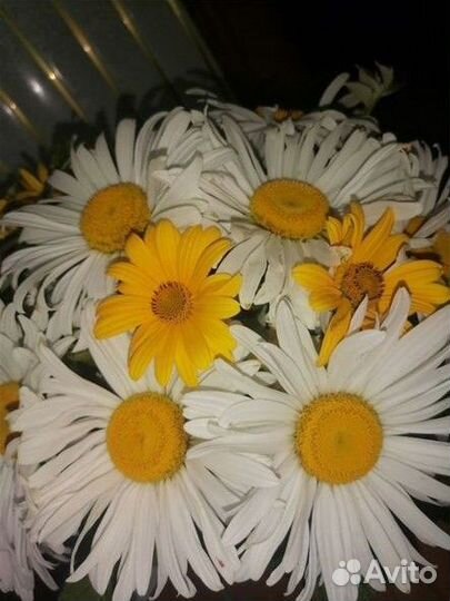 Многолетники садовые