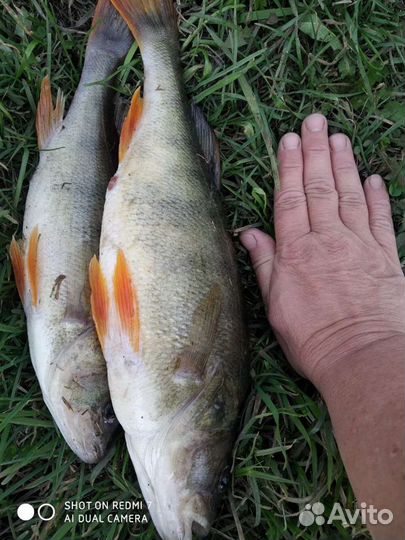 Рыбалка, пруд Зеркальный