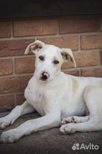 Щенок, метис уиппета