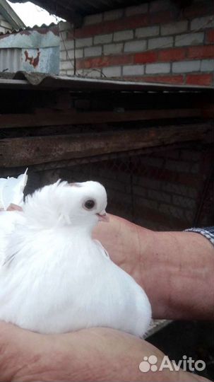 Голуби и попугаи