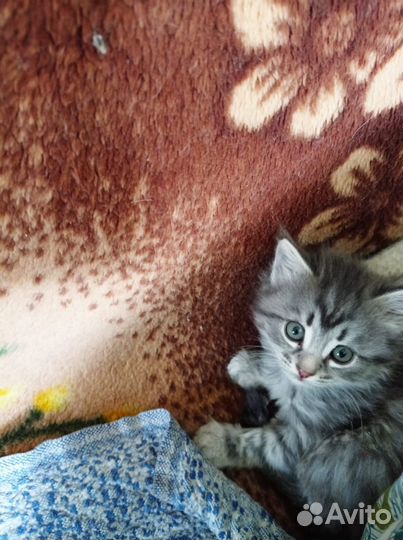 Котята