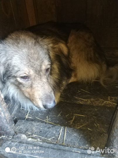 В добрые руки