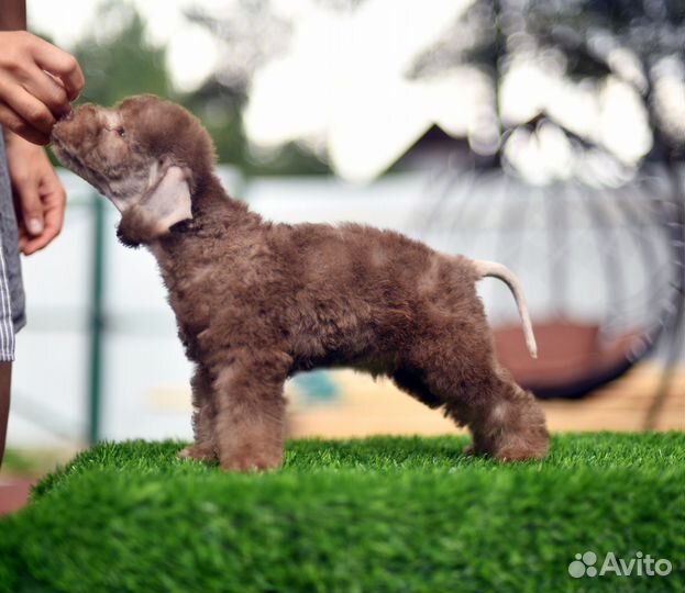 Щенки бедлингтон терьера